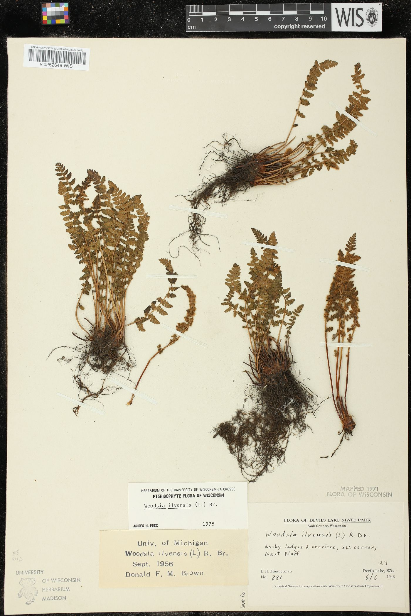 Woodsia ilvensis image