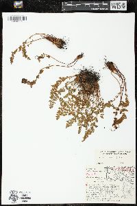 Woodsia ilvensis image