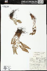 Woodsia ilvensis image