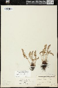 Woodsia ilvensis image