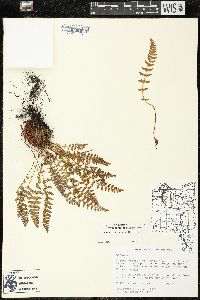 Woodsia ilvensis image