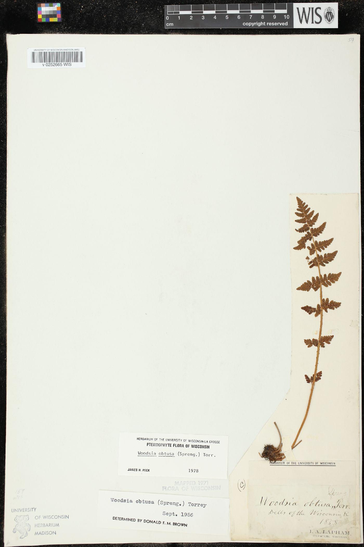 Woodsia obtusa subsp. obtusa image