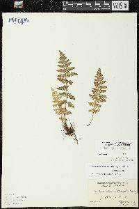 Woodsia obtusa subsp. obtusa image