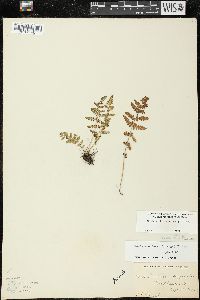 Woodsia obtusa subsp. obtusa image