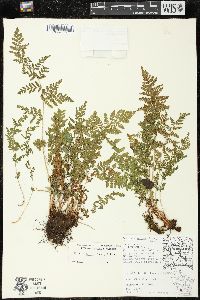 Woodsia obtusa subsp. obtusa image