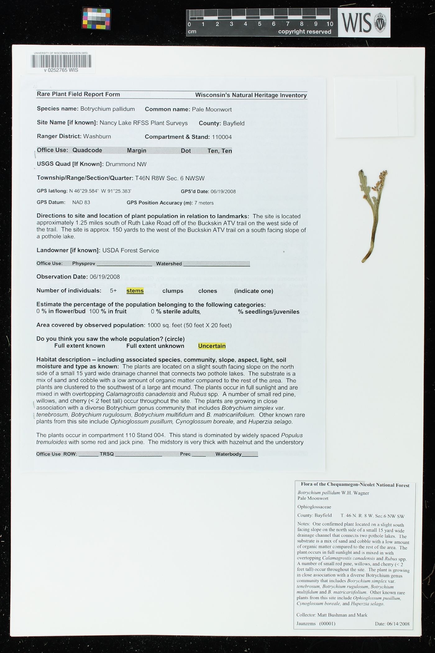 Botrychium pallidum image