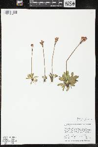 Primula mistassinica image