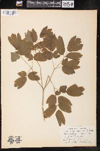 Actaea racemosa image