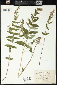 Scutellaria galericulata image