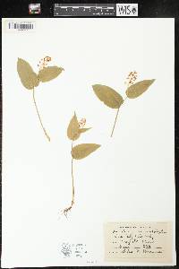 Maianthemum canadense image