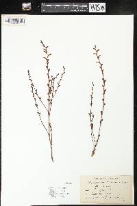 Epifagus virginiana image