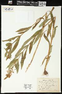 Physostegia virginiana subsp. virginiana image