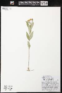 Asclepias ovalifolia image