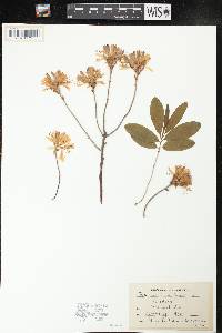 Rhododendron canadense image