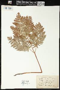 Pteridium aquilinum var. latiusculum image