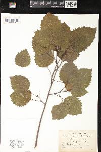 Populus grandidentata image