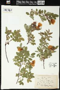 Rosa carolina subsp. carolina image