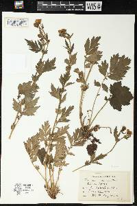 Geum aleppicum image