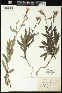 Lactuca tatarica var. pulchella image