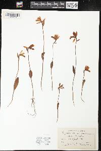 Pogonia ophioglossoides image