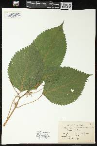 Laportea canadensis image