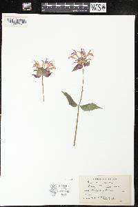 Monarda didyma image