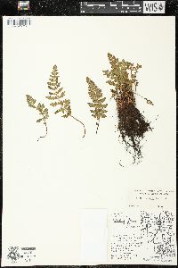 Woodsia ilvensis image