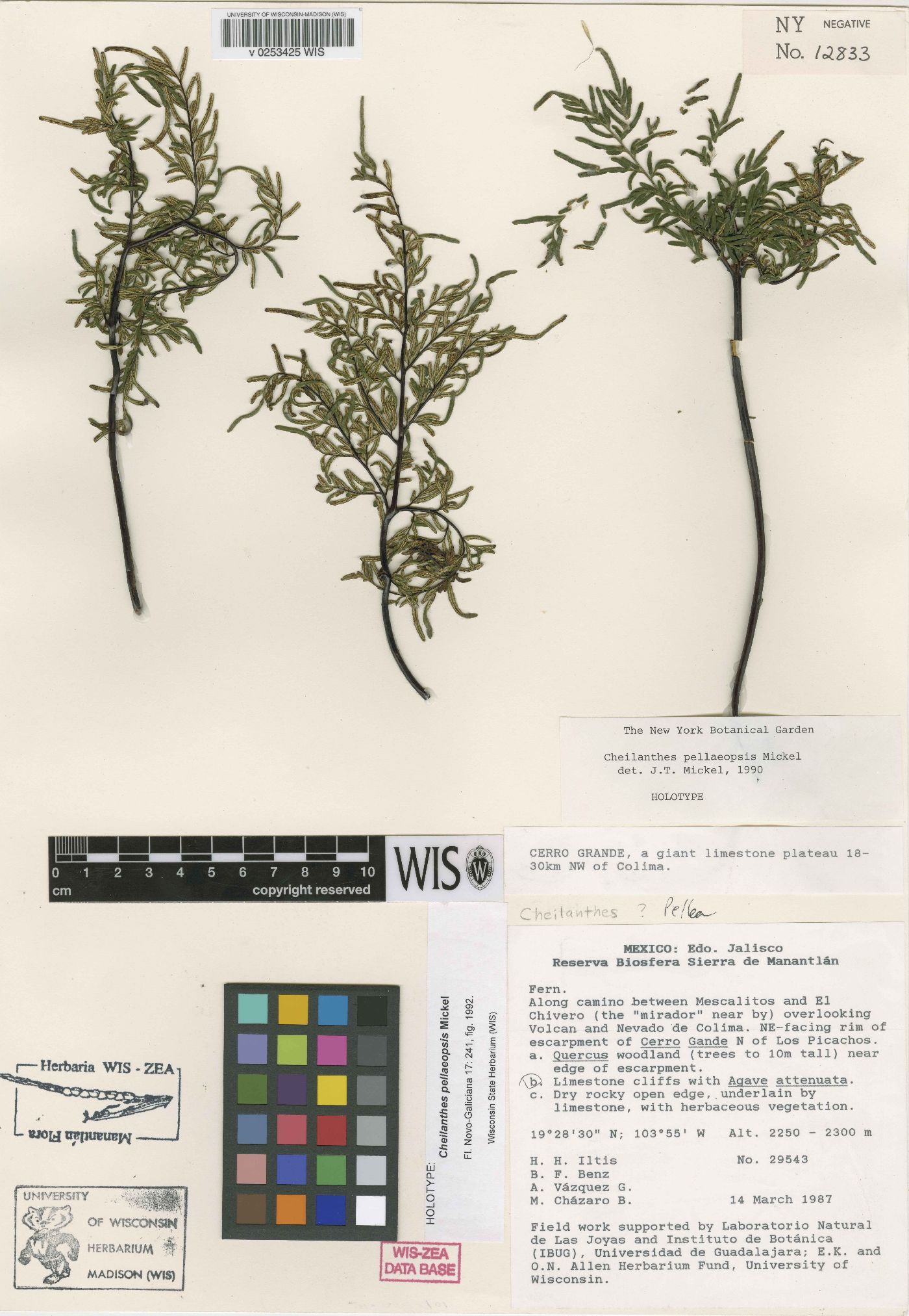 Cheilanthes pellaeopsis image