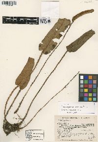 Elaphoglossum exsertipes image