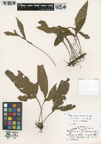 Polypodium colysoides image