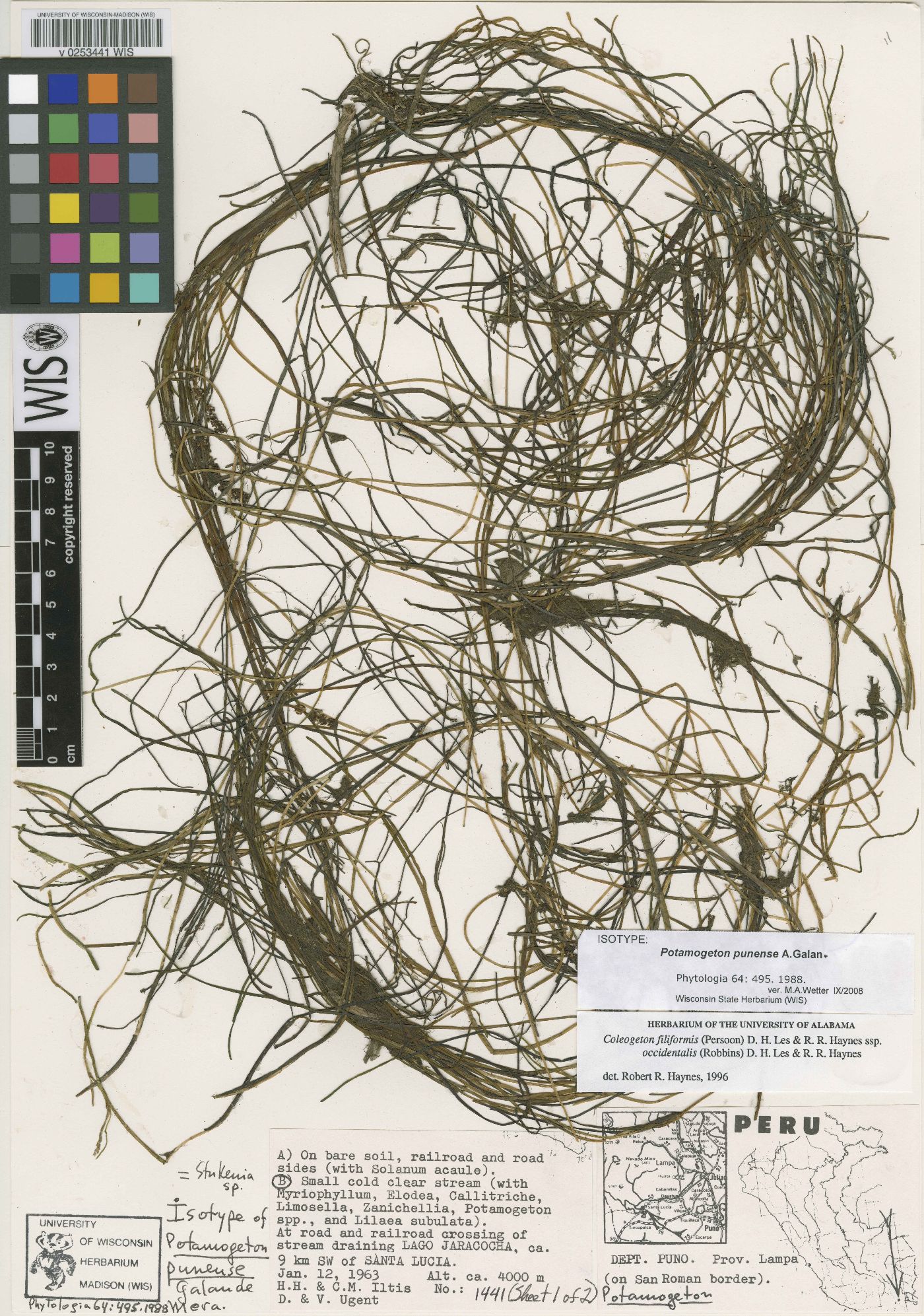 Coleogeton filiformis subsp. occidentalis image