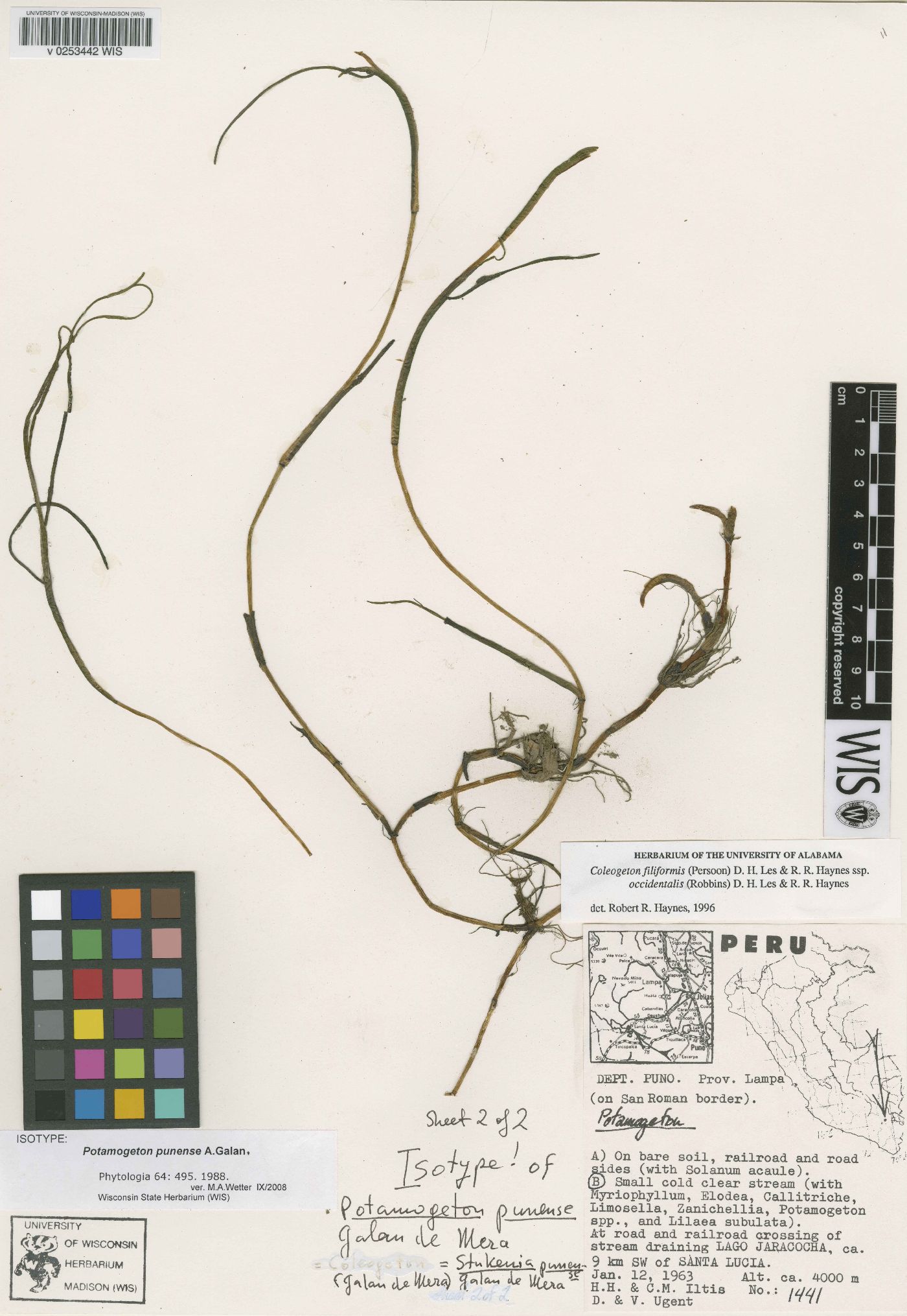 Coleogeton filiformis subsp. occidentalis image
