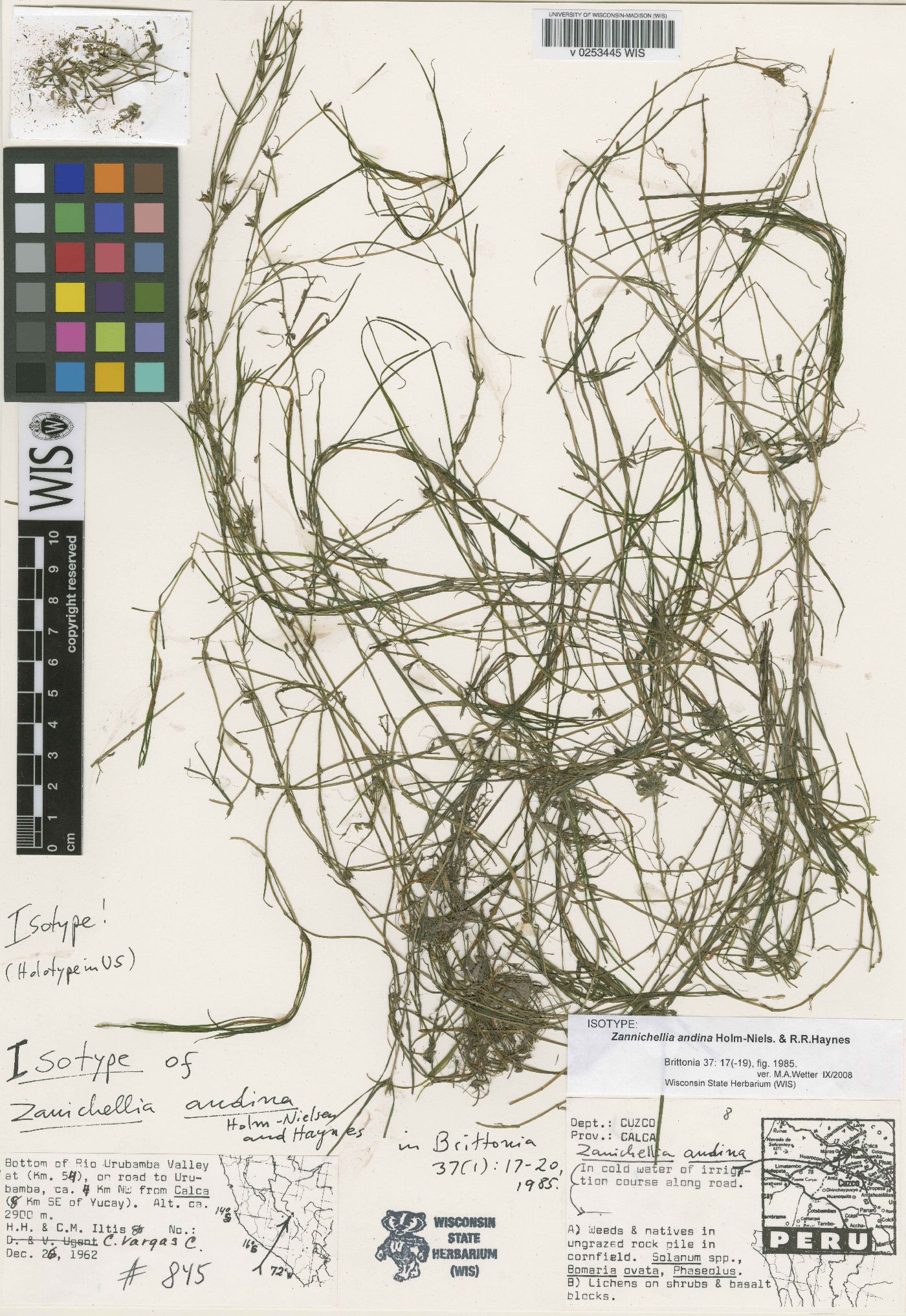 Zannichellia andina image