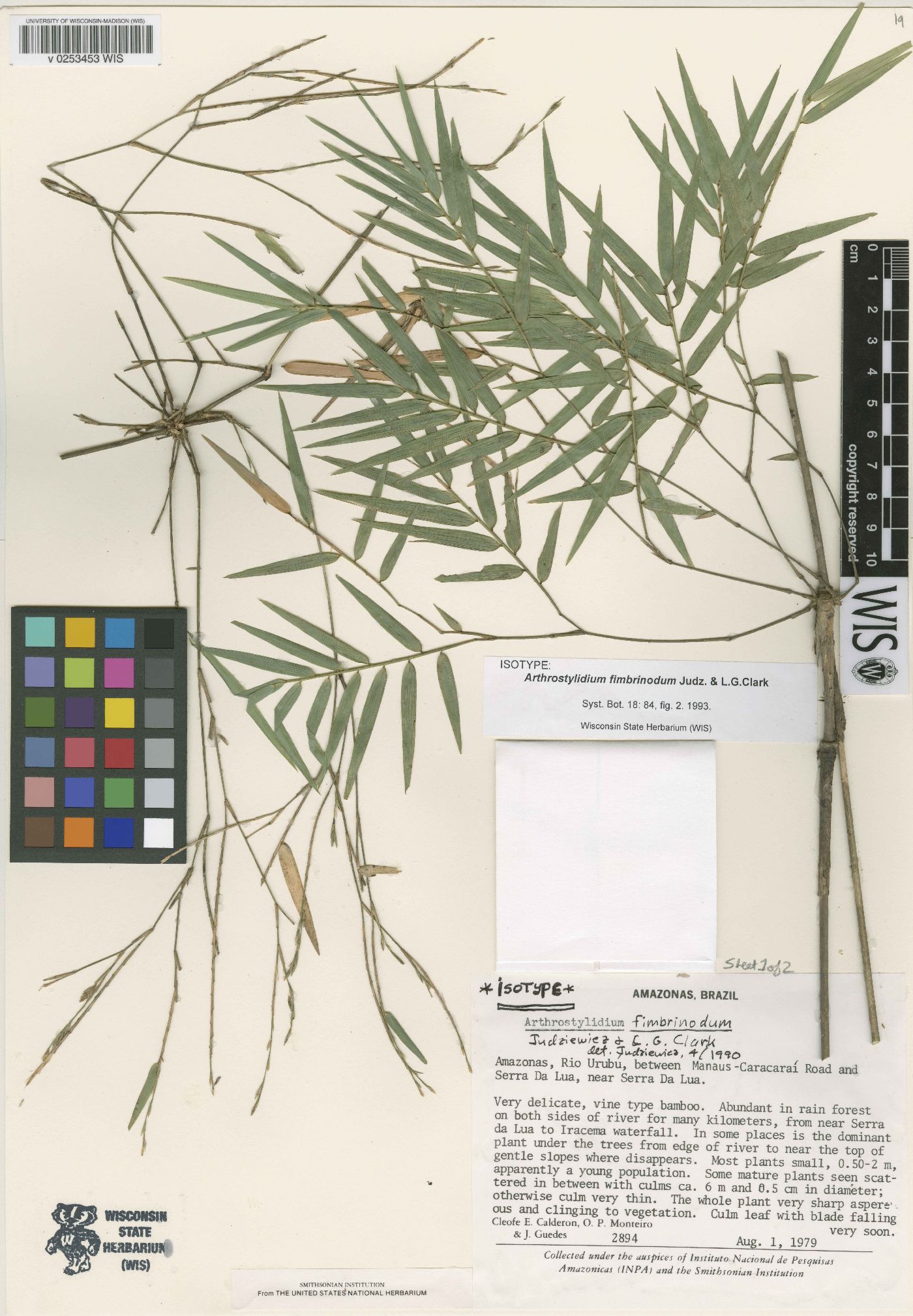 Arthrostylidium fimbrinodum image