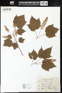 Acer spicatum image