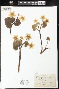 Caltha palustris image