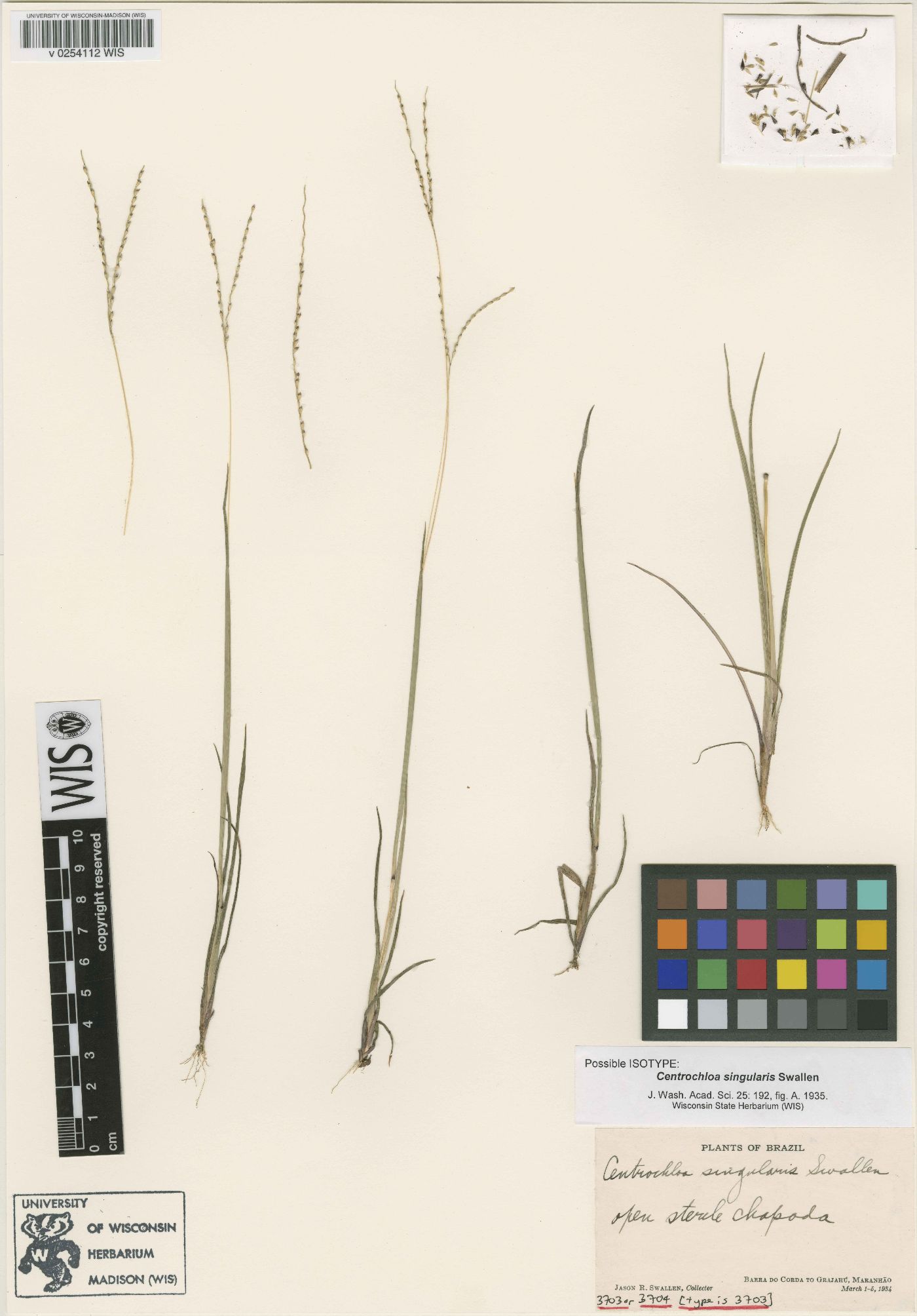 Centrochloa image