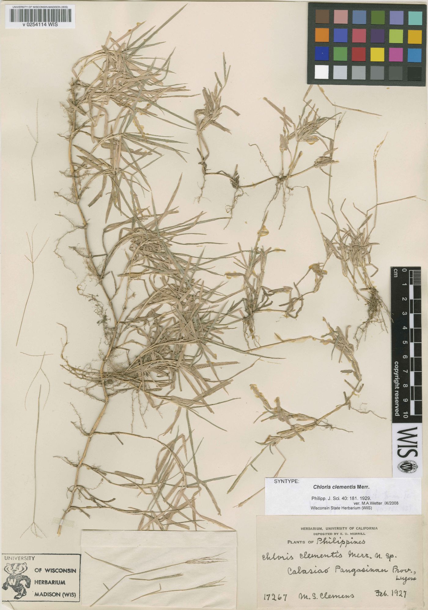 Chloris clementis image
