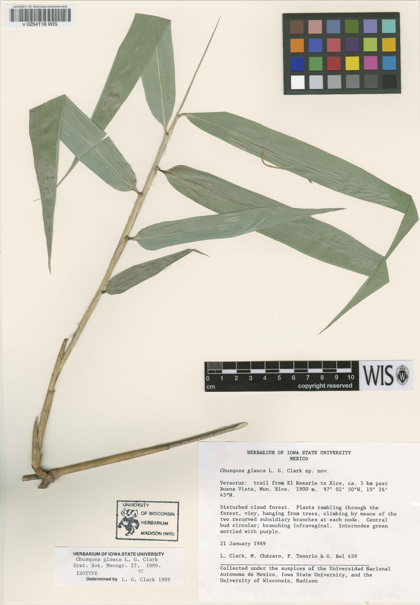 Chusquea glauca image