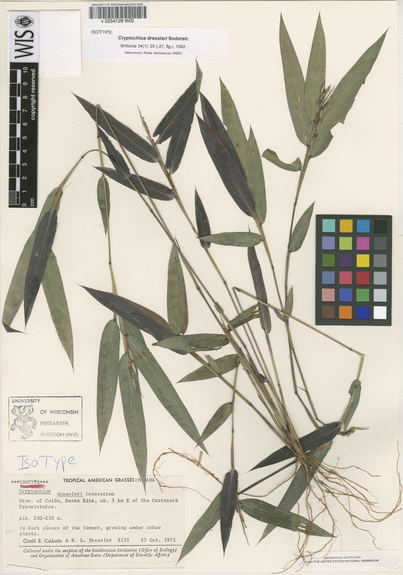 Cryptochloa dressleri image