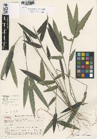 Image of Cryptochloa dressleri