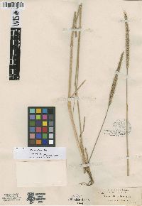 Elymus aristatus image