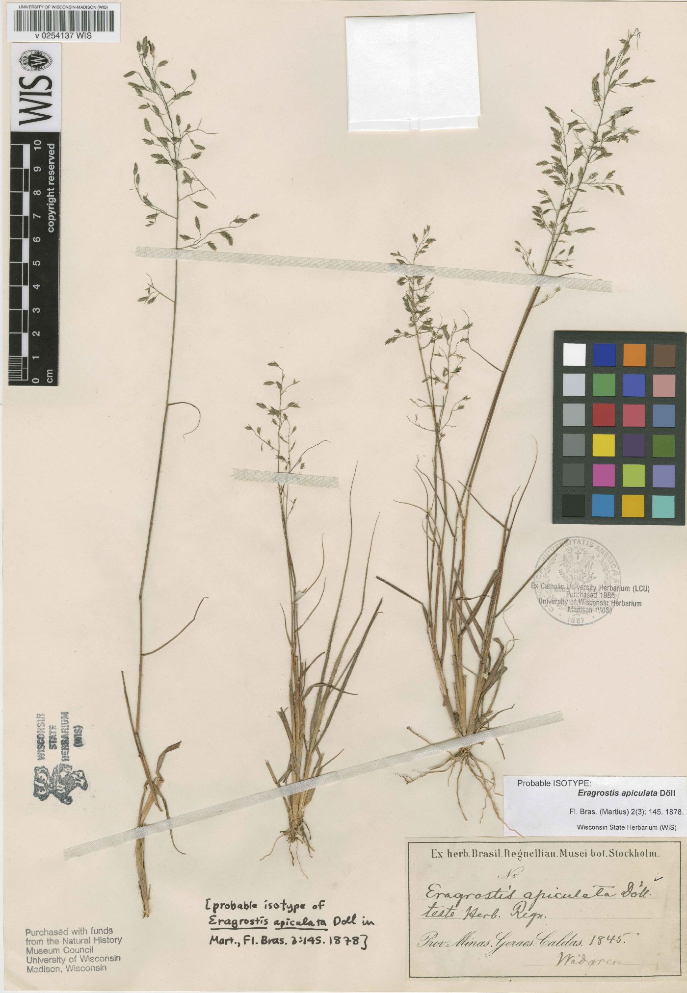 Eragrostis apiculata image