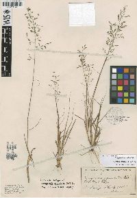 Media resource of Eragrostis apiculata