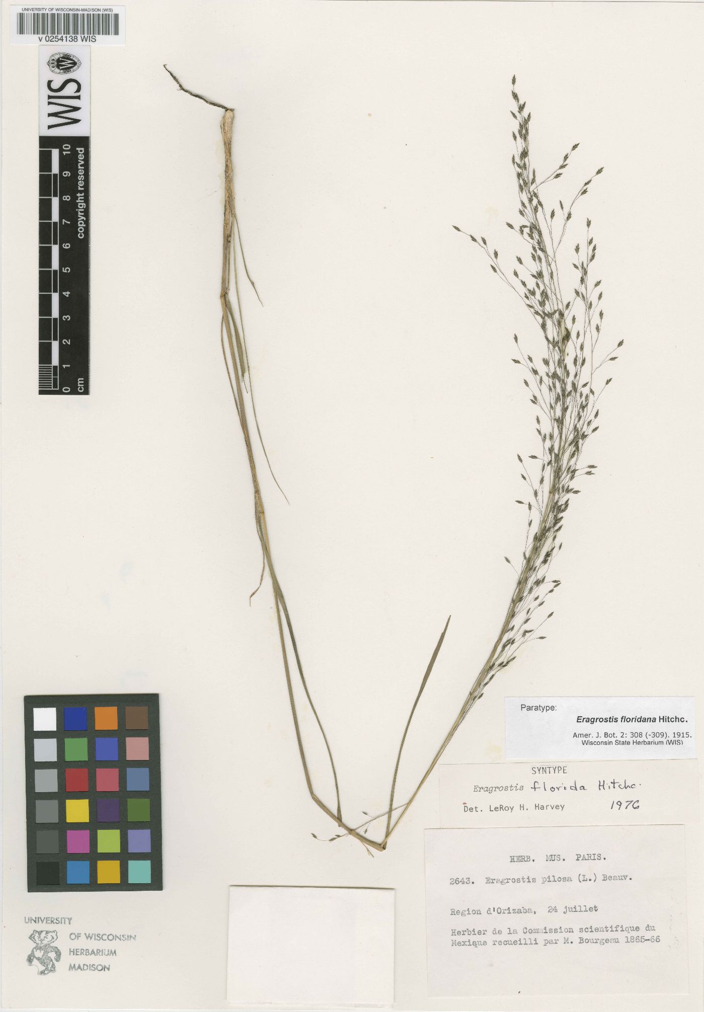 Eragrostis floridana image