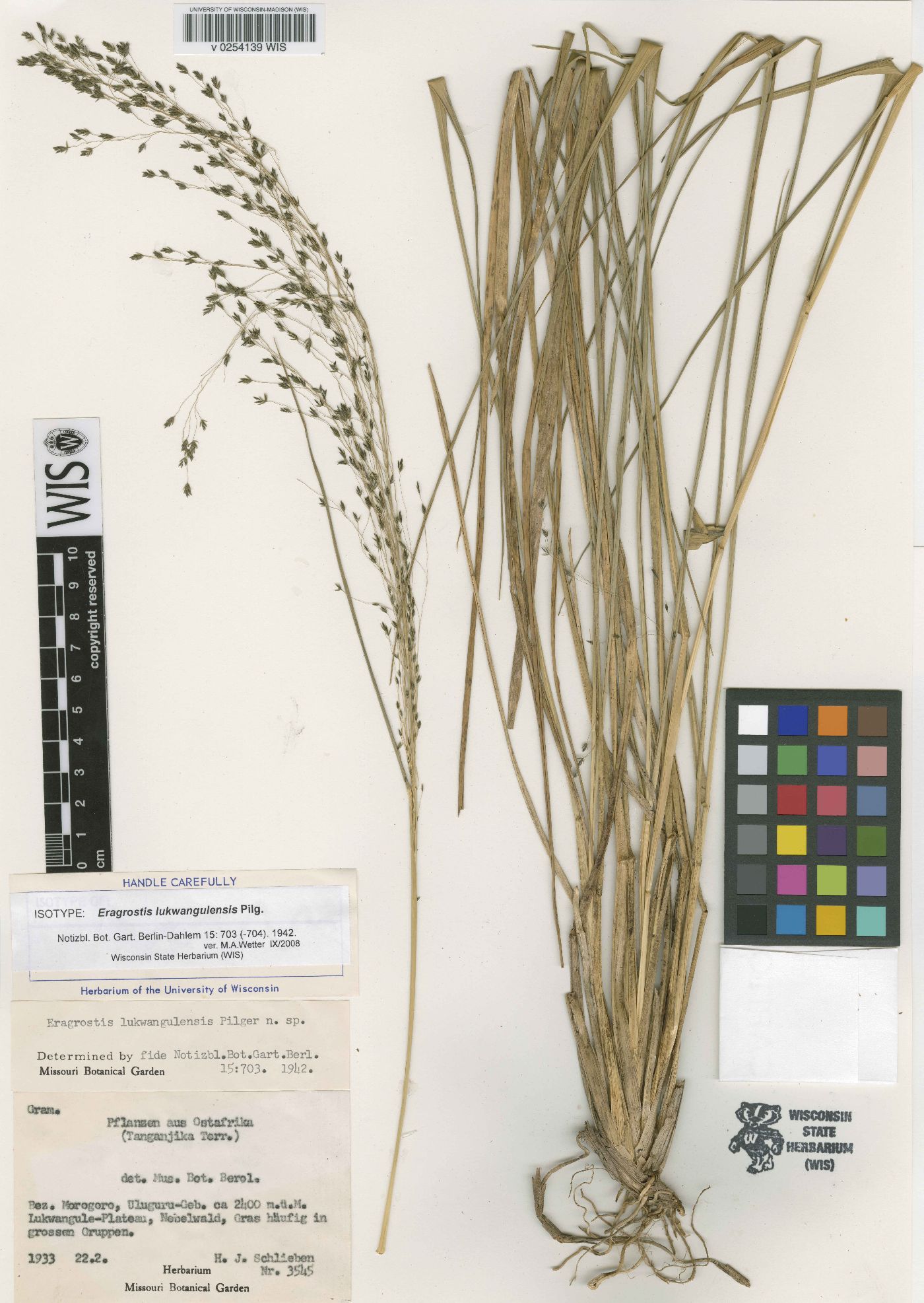 Eragrostis homblei image