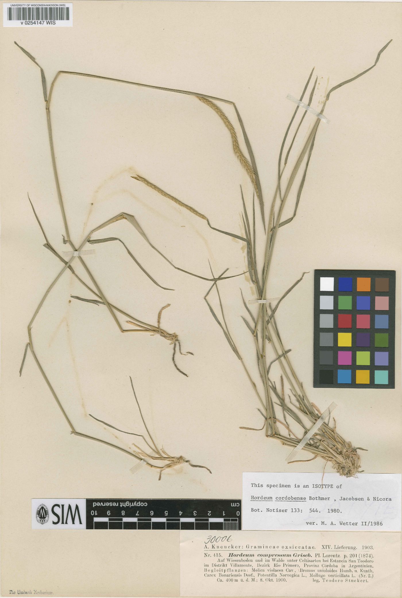 Hordeum cordobense image
