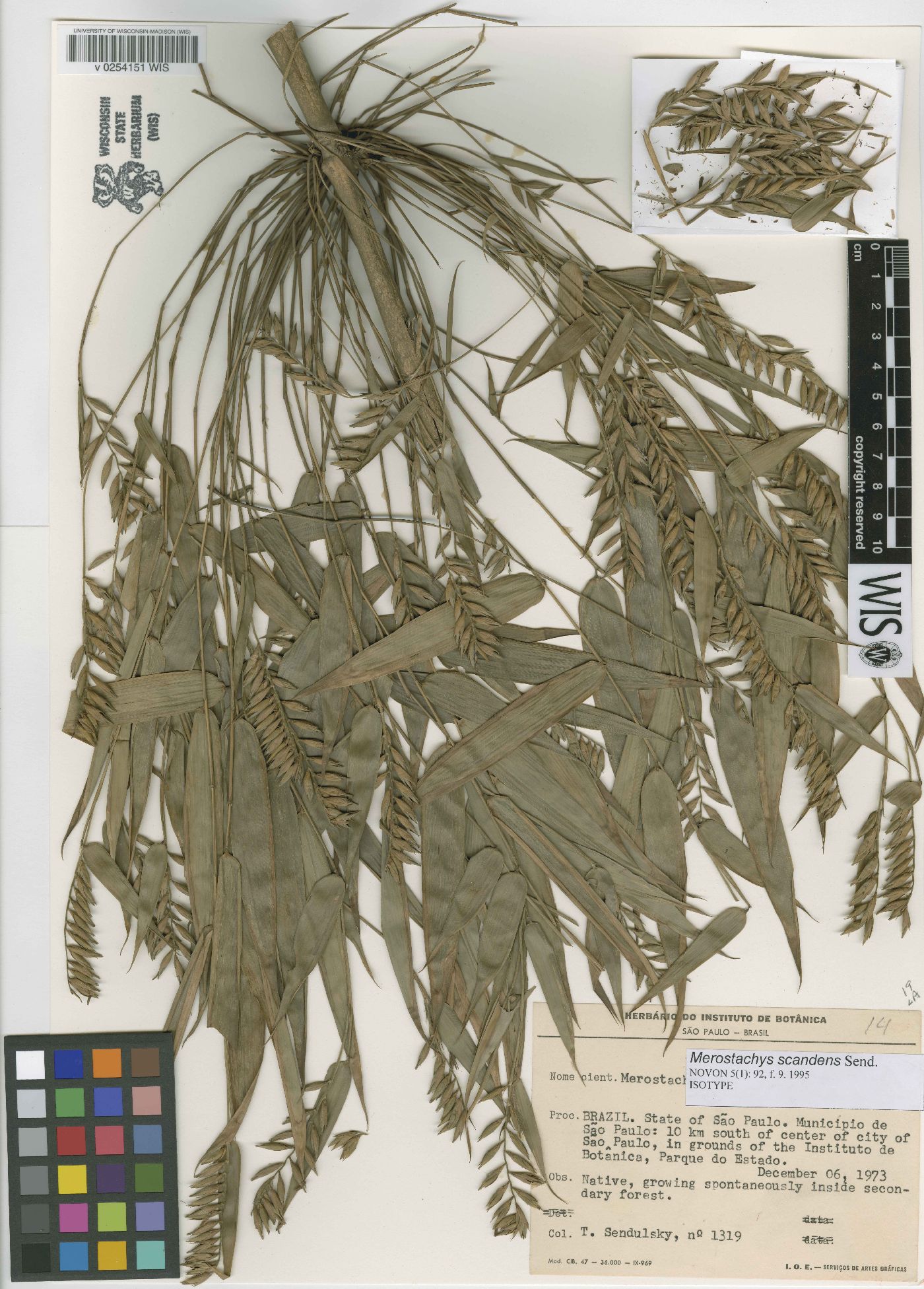 Merostachys scandens image