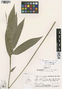 Image of Olyra tamanquareana