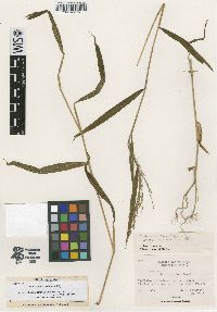 Panicum comorense image
